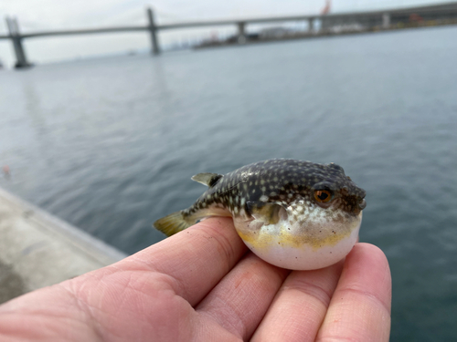 フグの釣果