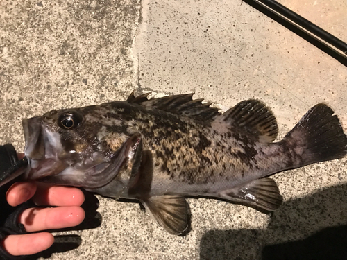 ソイの釣果