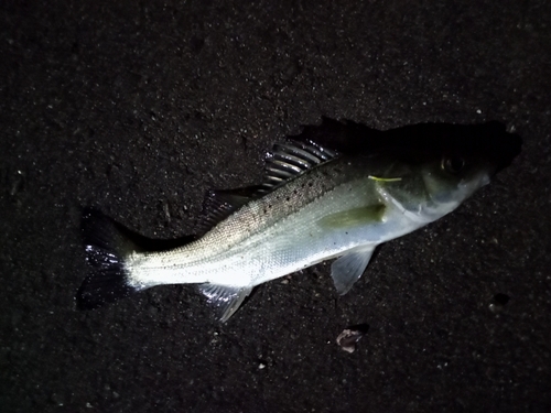 セイゴ（マルスズキ）の釣果