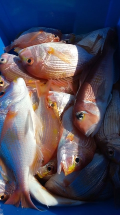 キダイの釣果