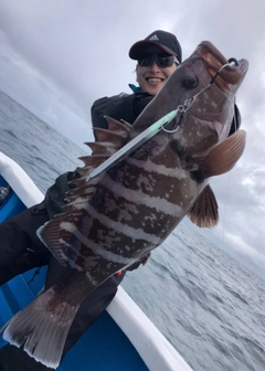 マハタの釣果