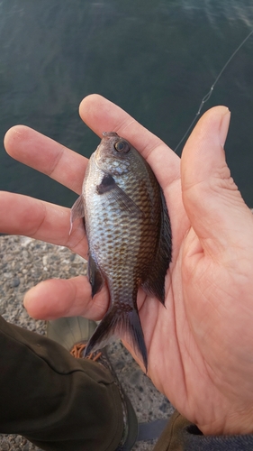 スズメダイの釣果