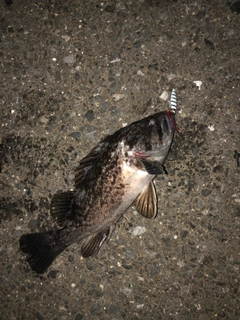 クロソイの釣果