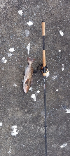 アイナメの釣果