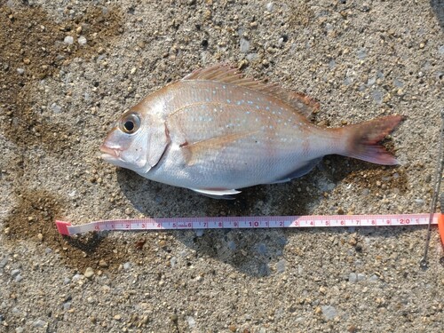 マダイの釣果