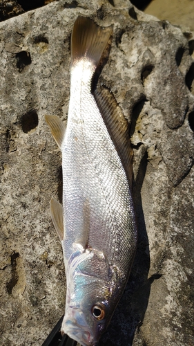 ニベの釣果