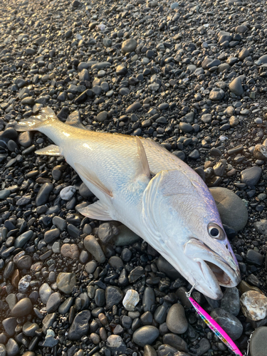 オオニベの釣果