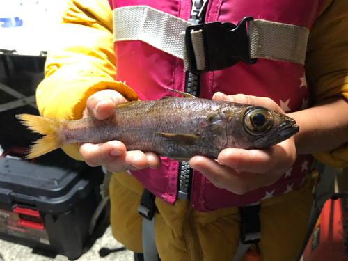 クロムツの釣果