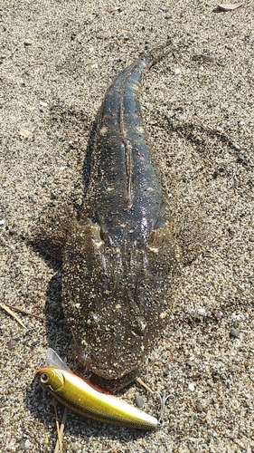 マゴチの釣果