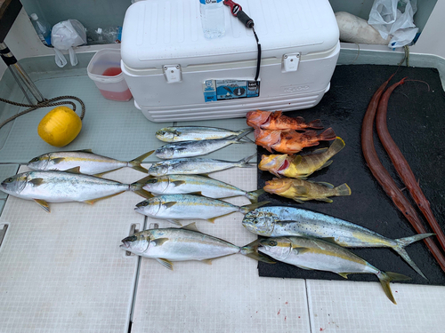 ウッカリカサゴの釣果