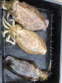 アオリイカの釣果
