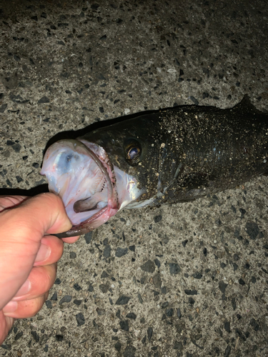 ハネ（ヒラスズキ）の釣果