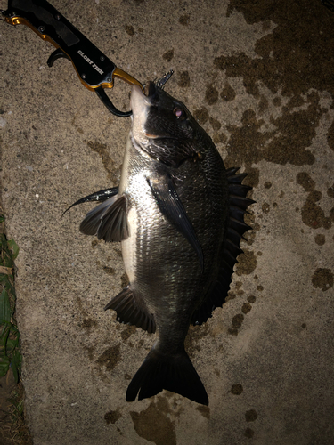 チヌの釣果