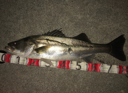 シーバスの釣果