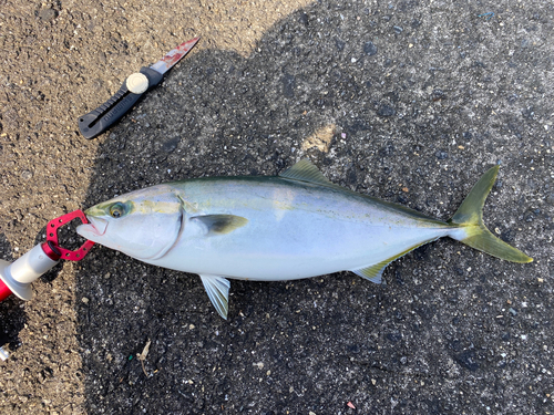 ハマチの釣果