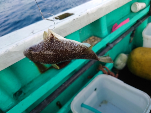 ショウサイフグの釣果