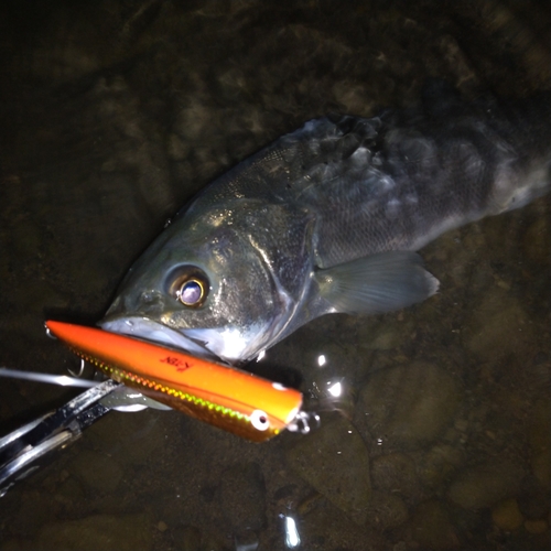 タイリクスズキの釣果