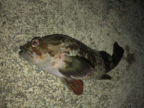 ムラソイの釣果