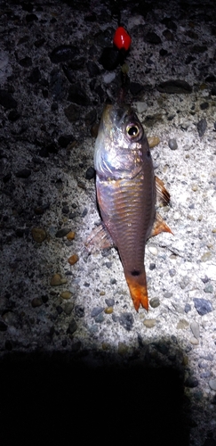 ネンブツダイの釣果