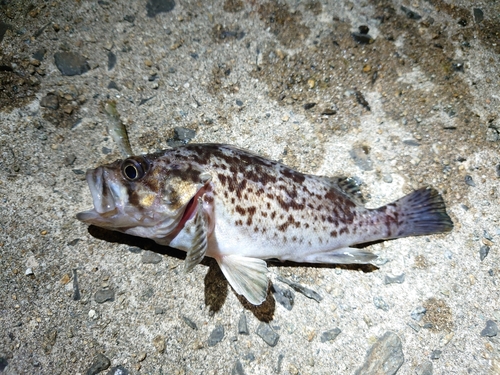 クロソイの釣果