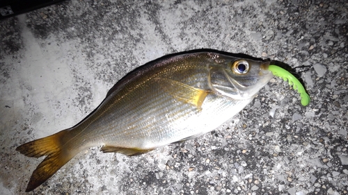 ウミタナゴの釣果