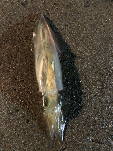 ヒイカの釣果