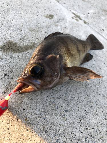 メバルの釣果