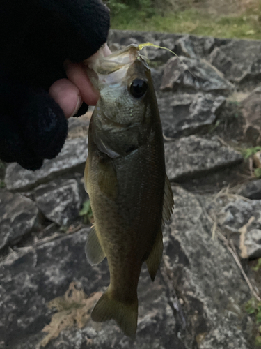 ラージマウスバスの釣果