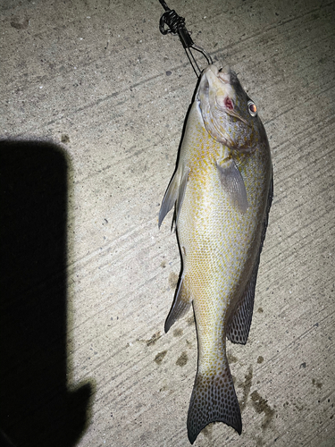 コロダイの釣果