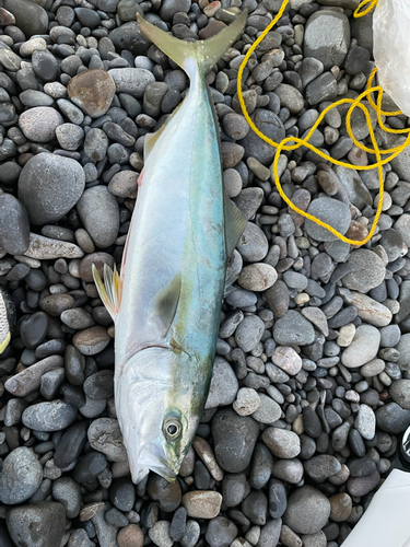 ハマチの釣果