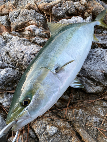 ハマチの釣果