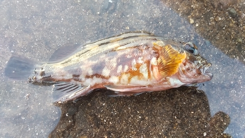 カサゴの釣果