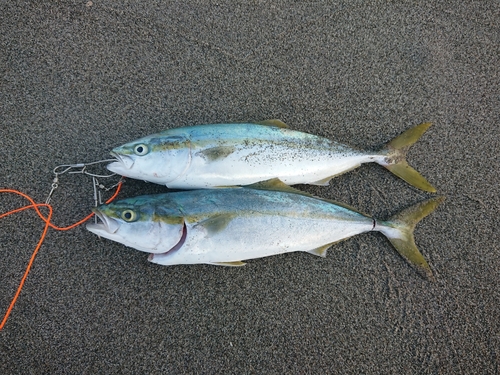 イナダの釣果