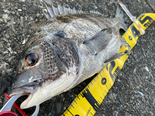 クロダイの釣果