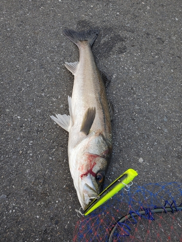 スズキの釣果