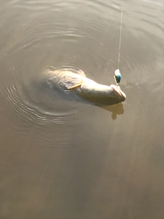 ライギョの釣果