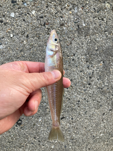 シロギスの釣果