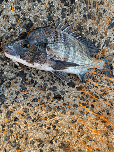 チヌの釣果