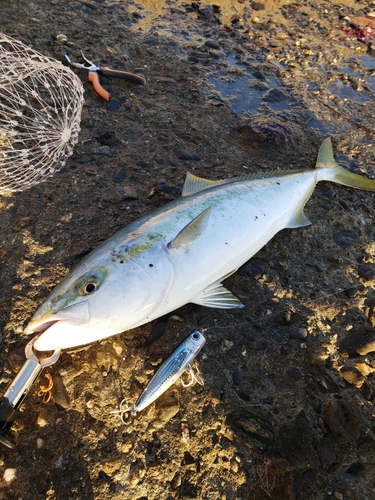 メジロの釣果