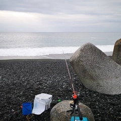 コバンアジの釣果