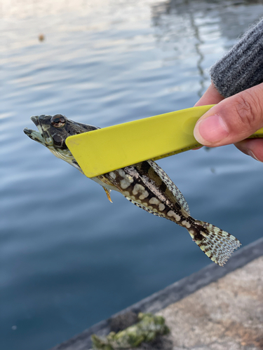 アナハゼの釣果