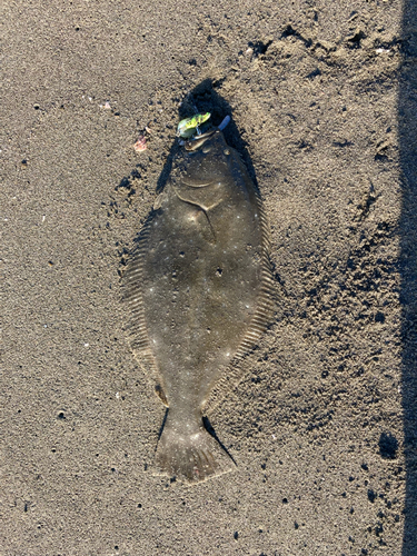 ヒラメの釣果