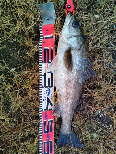 スズキの釣果