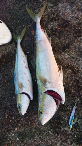 ツバスの釣果