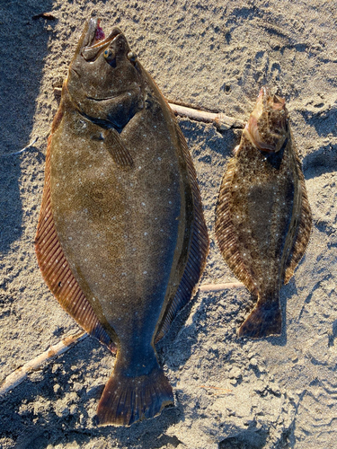 ヒラメの釣果