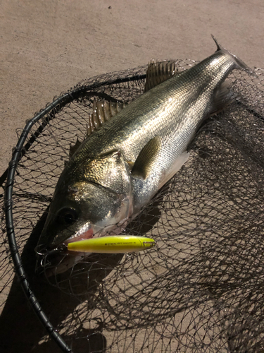 シーバスの釣果