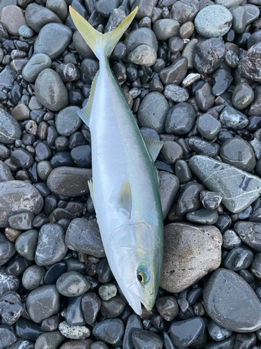 イナダの釣果