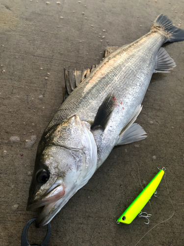 シーバスの釣果