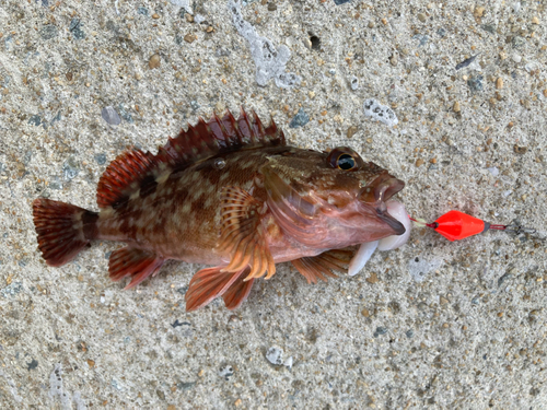 アラカブの釣果