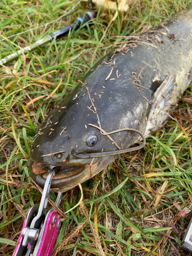 ナマズの釣果